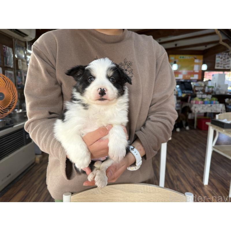 販売中の長野県のボーダーコリー-424052の15枚目