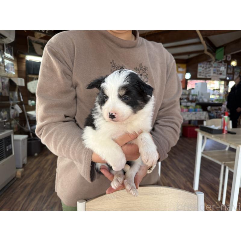 販売中の長野県のボーダーコリー-424052の14枚目
