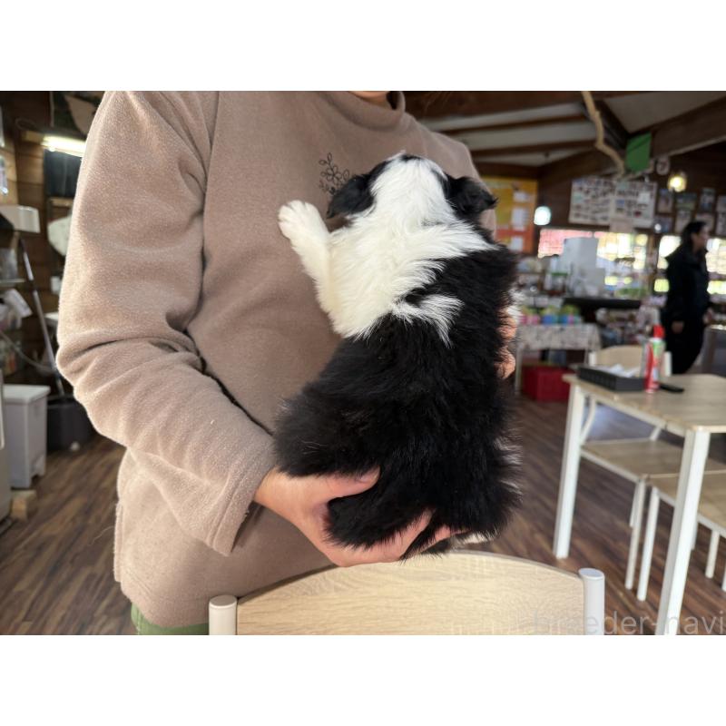 販売中の長野県のボーダーコリー-424052の13枚目