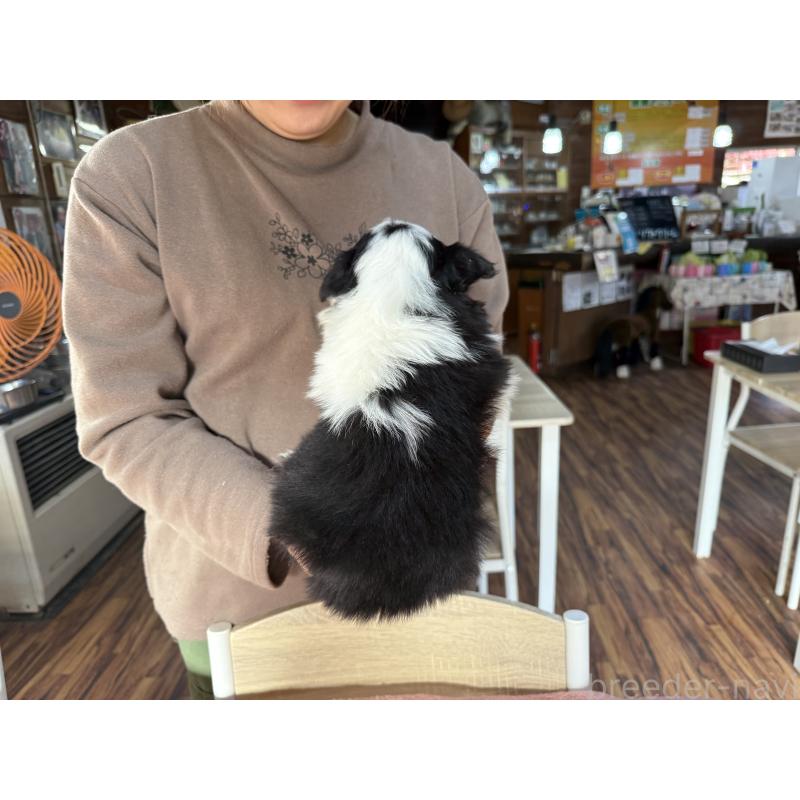販売中の長野県のボーダーコリー-424052の12枚目