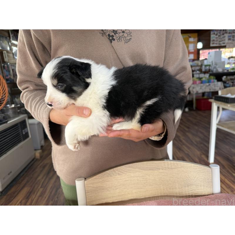 販売中の長野県のボーダーコリー-424052の11枚目