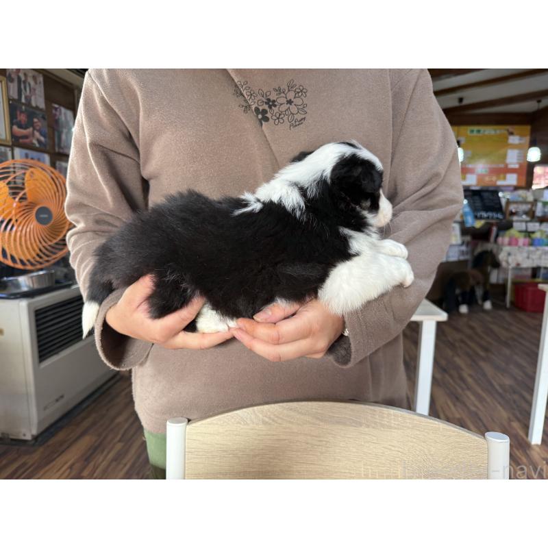 販売中の長野県のボーダーコリー-424052の10枚目