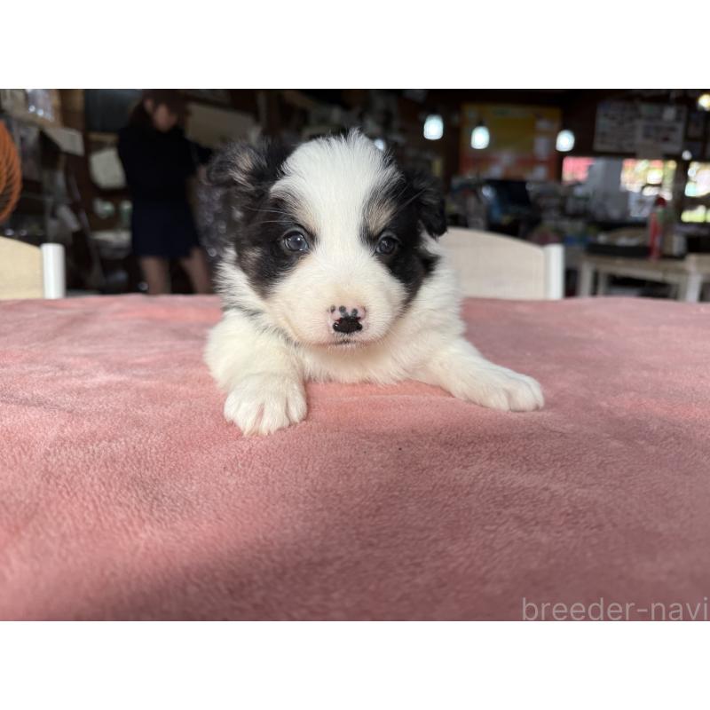 販売中の長野県のボーダーコリー-424052の9枚目