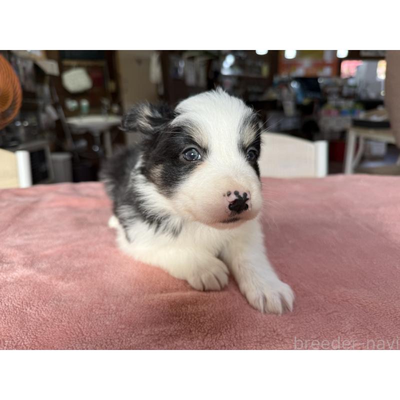 販売中の長野県のボーダーコリー-424052の8枚目