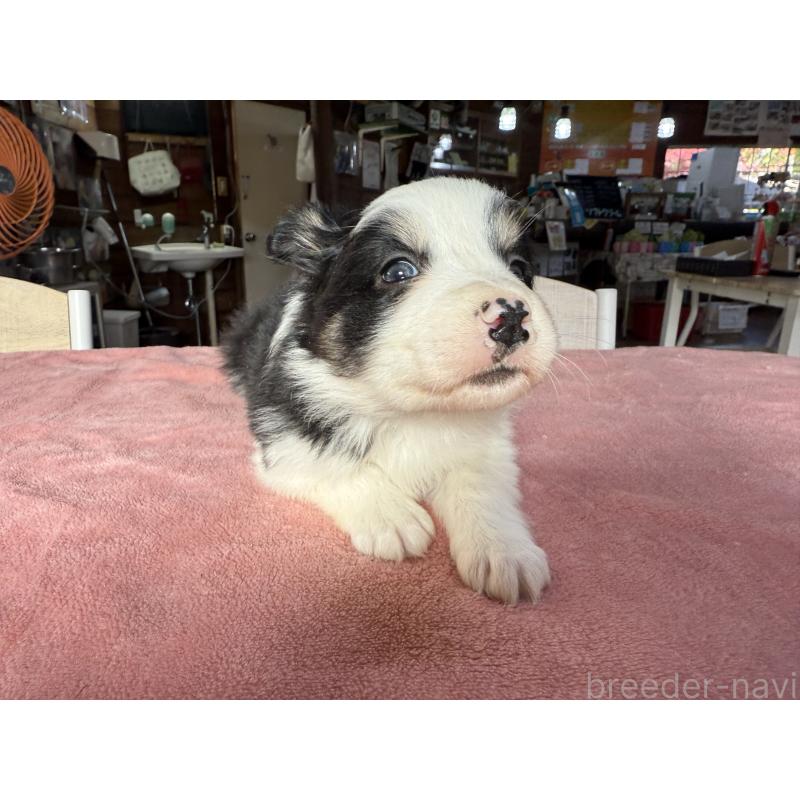 販売中の長野県のボーダーコリー-424052の7枚目