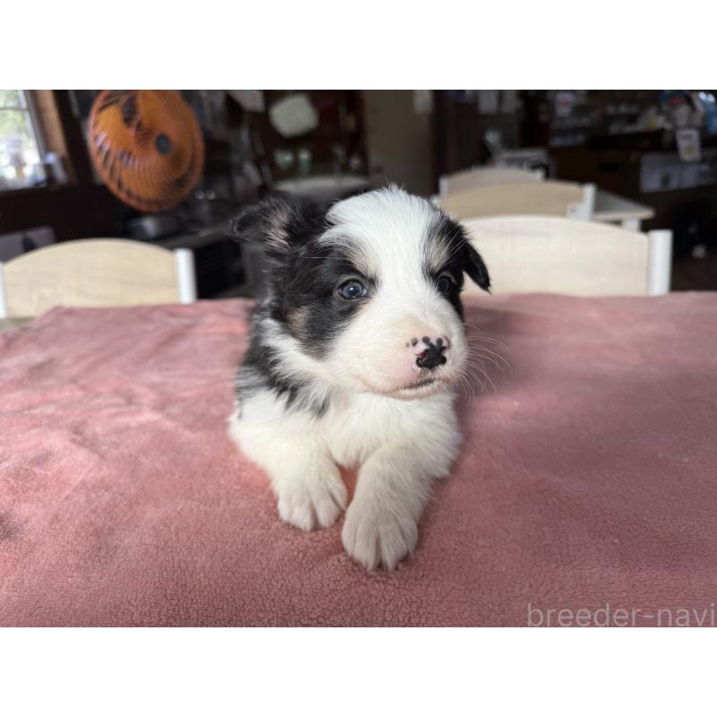 販売中の長野県のボーダーコリー-424052の6枚目