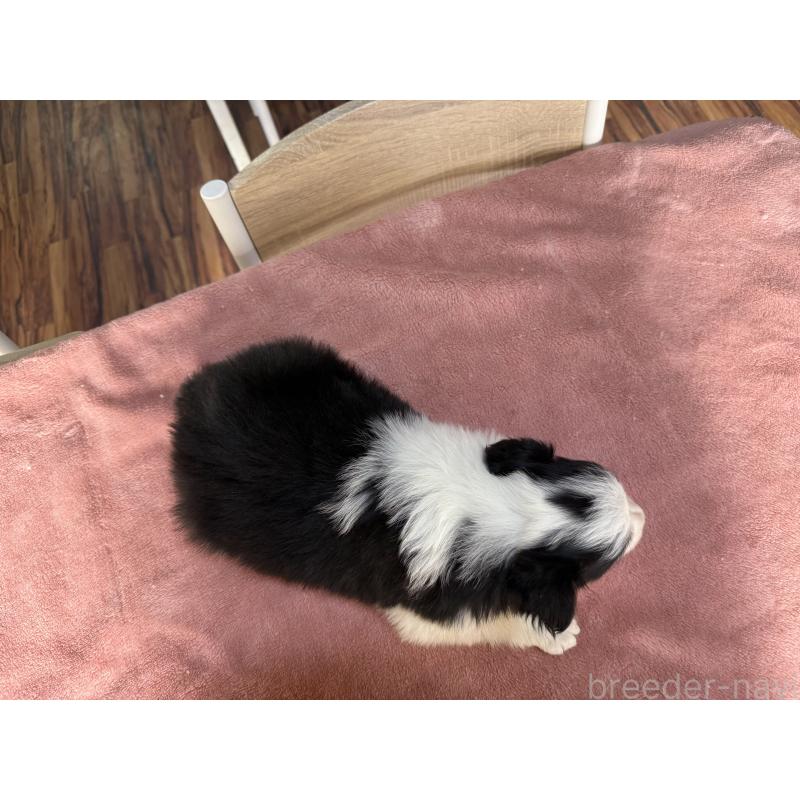 販売中の長野県のボーダーコリー-424052の5枚目