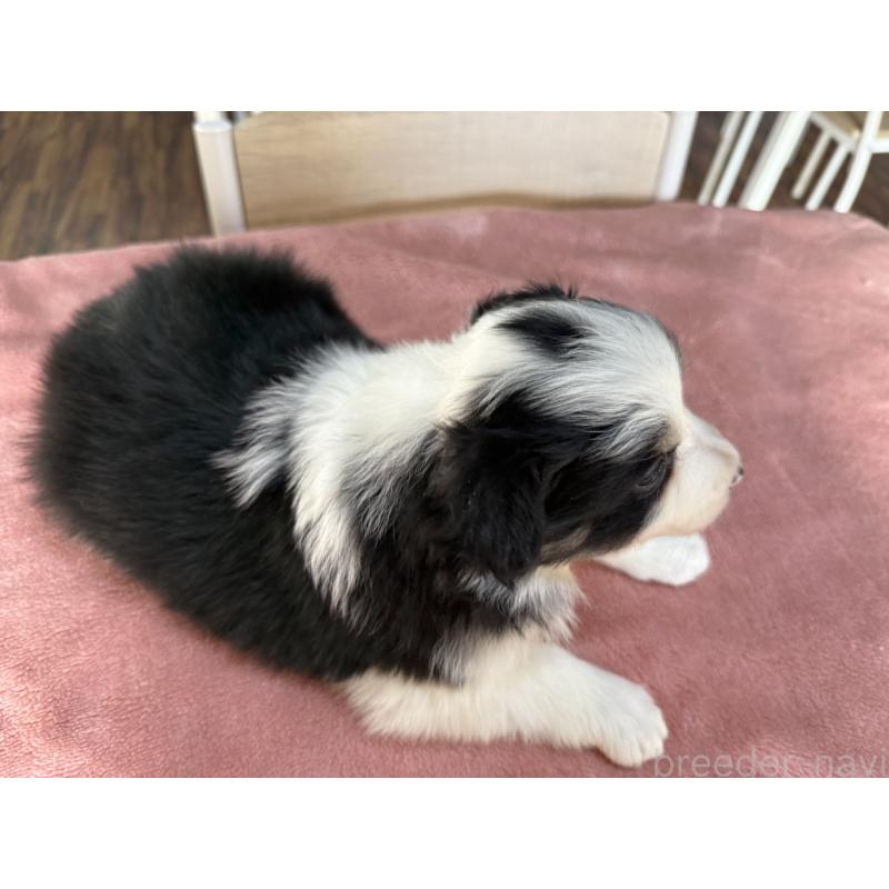 販売中の長野県のボーダーコリー-424052の4枚目