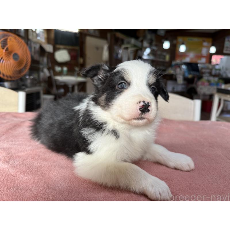 販売中の長野県のボーダーコリー-424052の3枚目