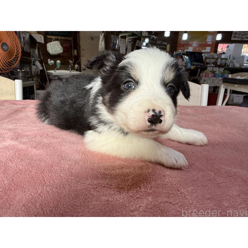 販売中の長野県のボーダーコリー-424052の2枚目