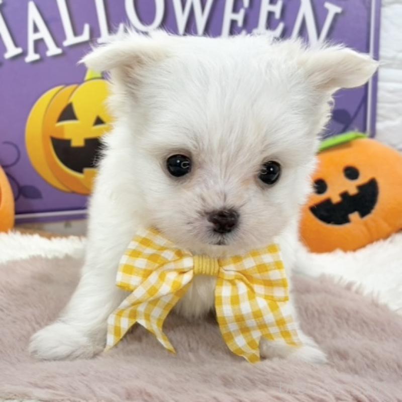 販売中の岐阜県のチワマル:チワワ×マルチーズ-424050