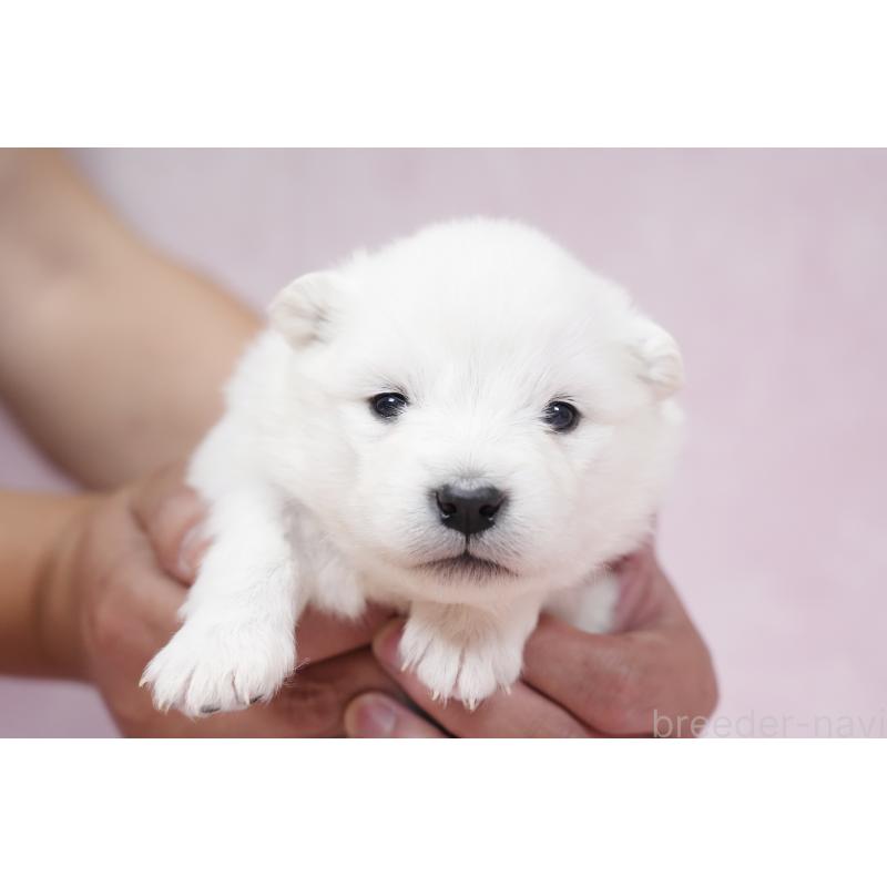 販売中の群馬県のサモエド-424053の10枚目