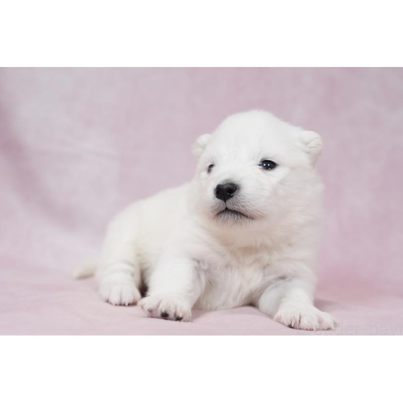 販売中の群馬県のサモエド-424053の8枚目