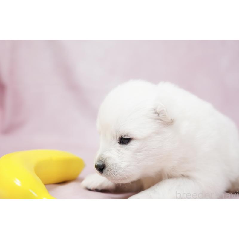 販売中の群馬県のサモエド-424053の7枚目