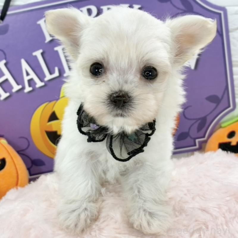 販売中の岐阜県のチワマル:チワワ×マルチーズ-424051