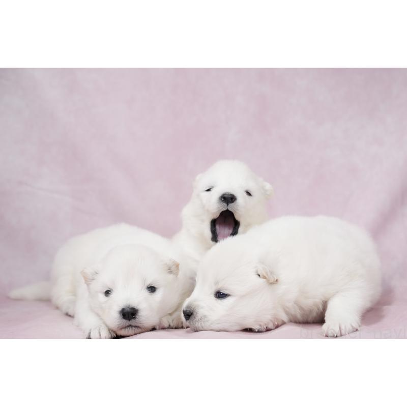 販売中の群馬県のサモエド-424053の5枚目