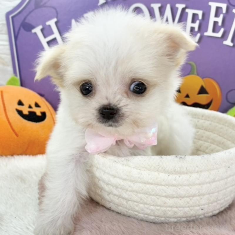 販売中の岐阜県のチワマル:チワワ×マルチーズ-424054