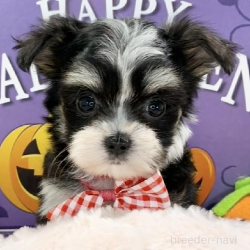 販売中の岐阜県のチワマル:チワワ×マルチーズ-424055