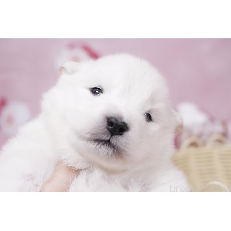 販売中の群馬県のサモエド-424057の9枚目