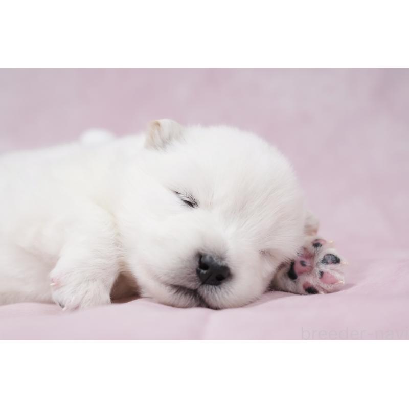 販売中の群馬県のサモエド-424057の8枚目