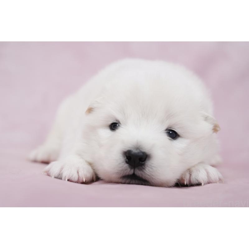 販売中の群馬県のサモエド-424057の6枚目