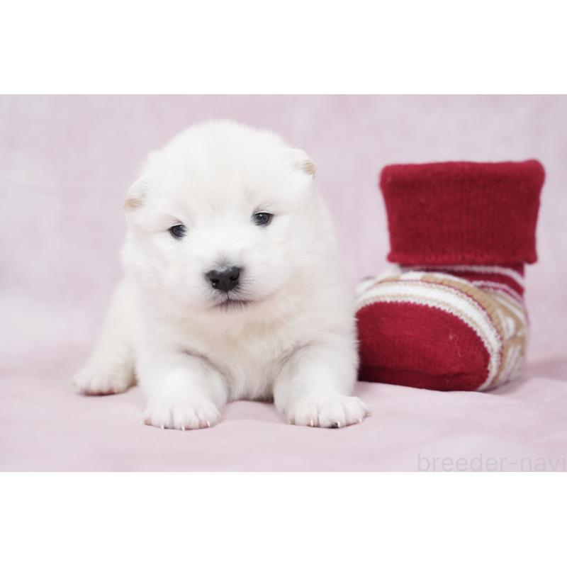 販売中の群馬県のサモエド-424057の5枚目