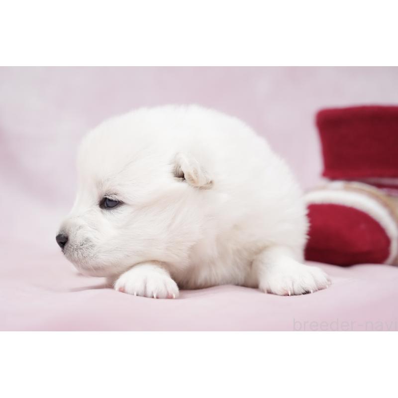 販売中の群馬県のサモエド-424057の4枚目