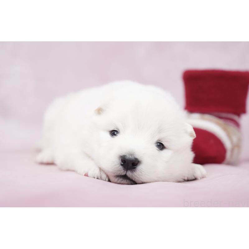 販売中の群馬県のサモエド-424057の3枚目