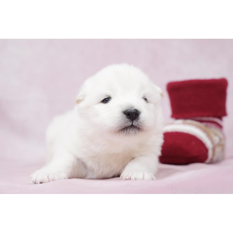 販売中の群馬県のサモエド-424057の2枚目