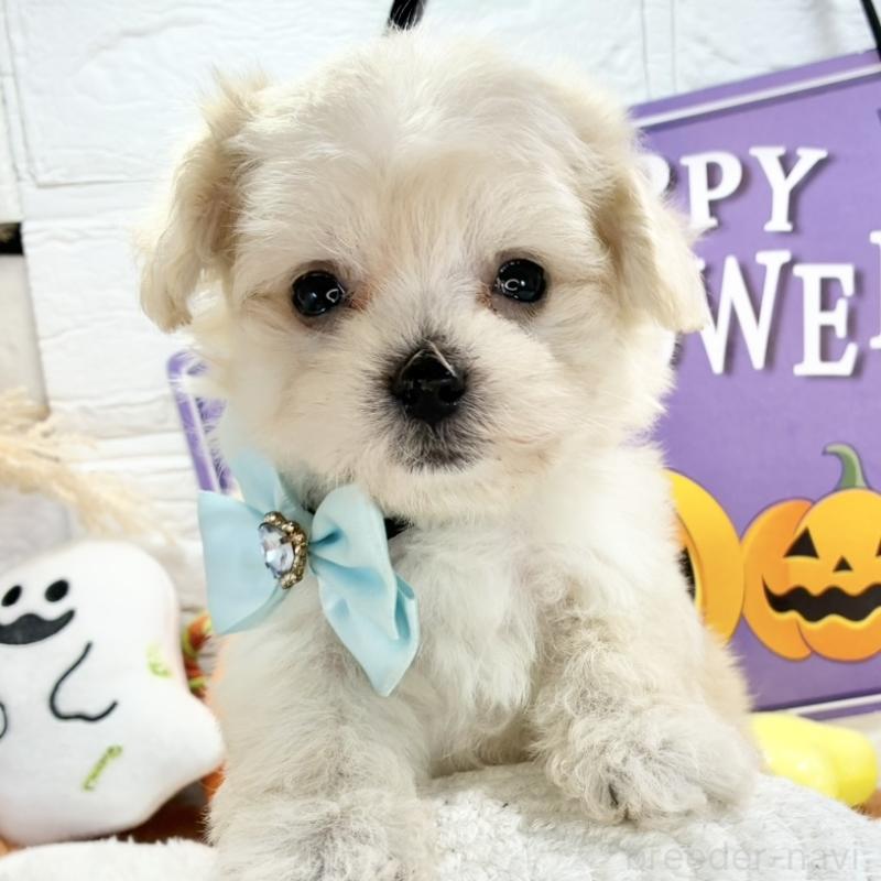 販売中の岐阜県のマルプー:マルチーズ×トイプードル-424058の1枚目