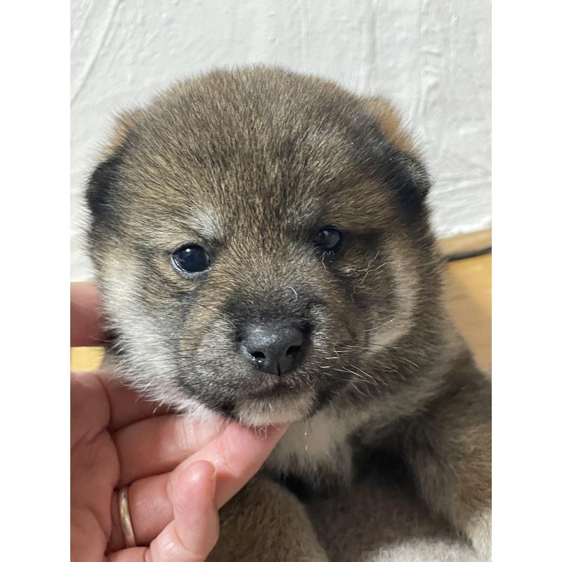 成約済の茨城県の柴犬-421809の6枚目