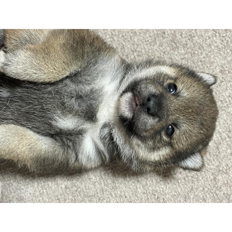 成約済の茨城県の柴犬-421809の5枚目