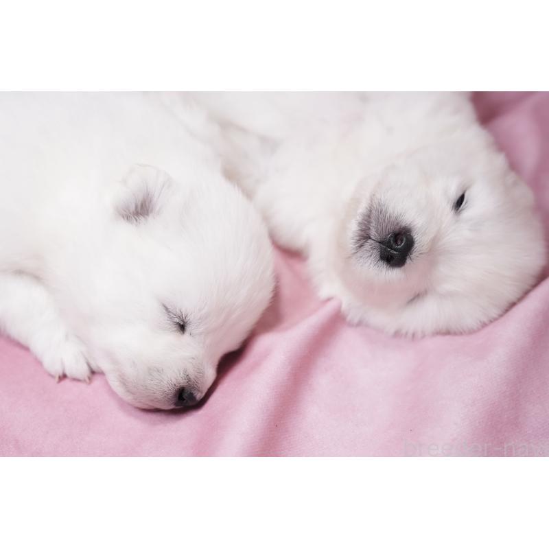 販売中の群馬県のサモエド-424053の4枚目