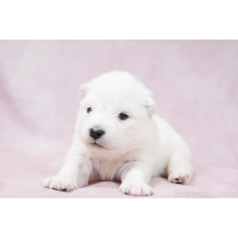 販売中の群馬県のサモエド-424053の2枚目