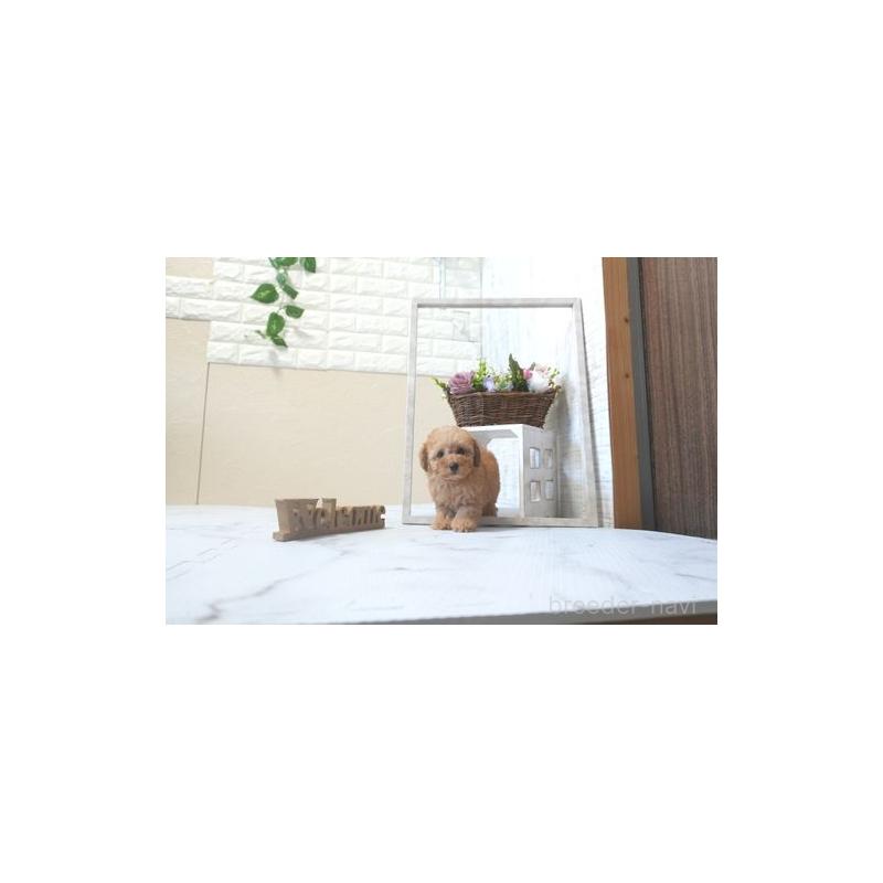 販売中の滋賀県のタイニープードル-424059の5枚目