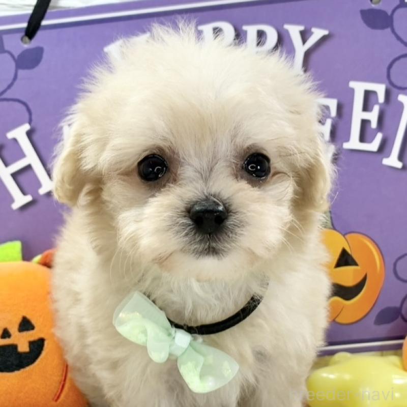 販売中の岐阜県のマルプー:マルチーズ×トイプードル-424060の1枚目