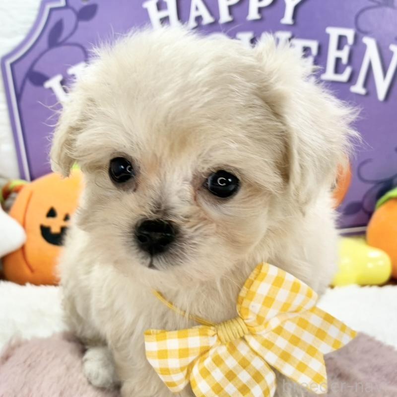 販売中の岐阜県のマルプー:マルチーズ×トイプードル-424061の1枚目