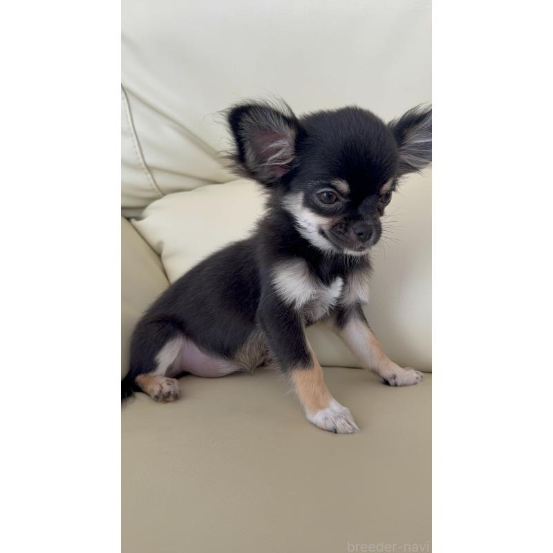 販売中の高知県のチワワ(ロングコート)-408000の6枚目