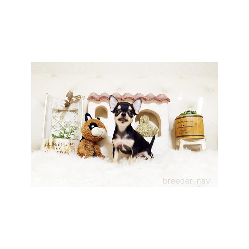 販売中の佐賀県のチワワ(スムースコート)-413335の5枚目