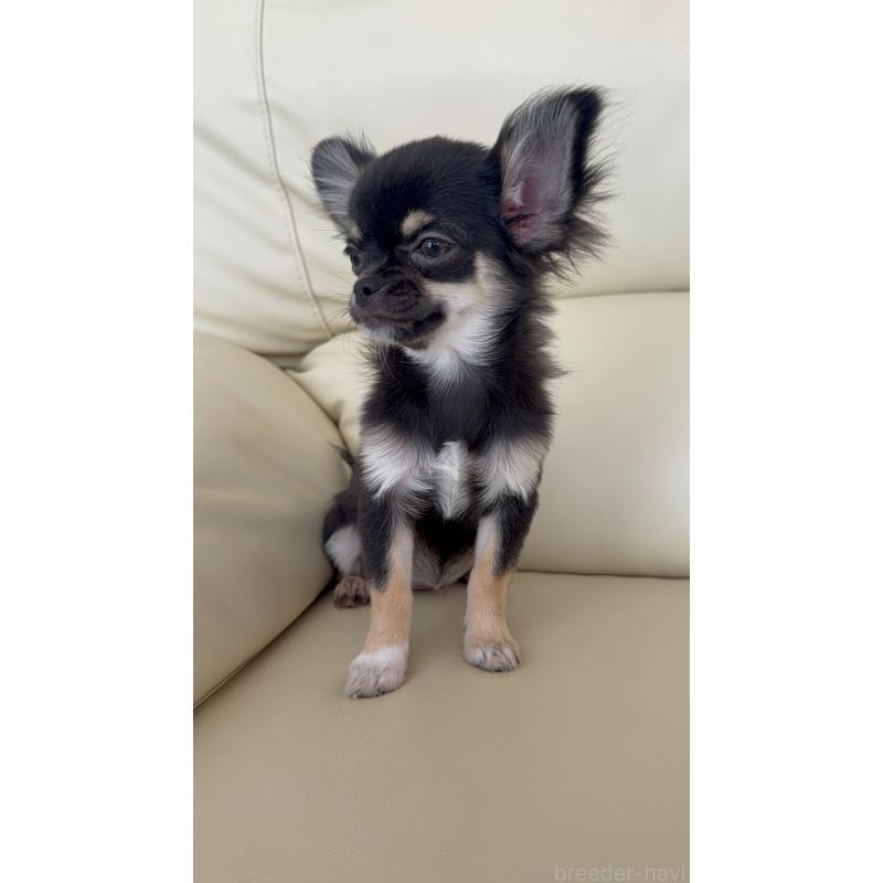 販売中の高知県のチワワ(ロングコート)-408000の5枚目