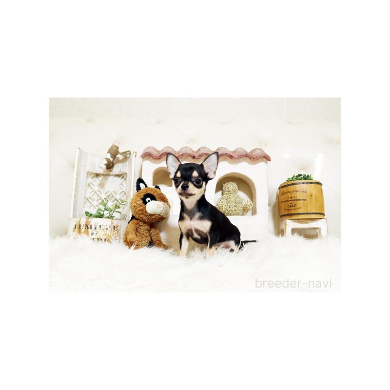 販売中の佐賀県のチワワ(スムースコート)-413335の4枚目