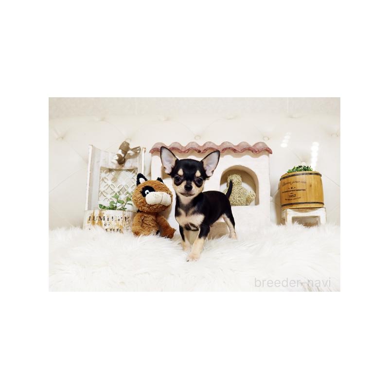 販売中の佐賀県のチワワ(スムースコート)-413335の2枚目