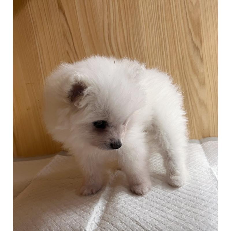 成約済の東京都のポメラニアン-423718の5枚目