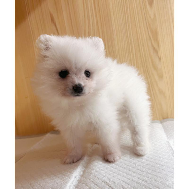 成約済の東京都のポメラニアン-423718の4枚目