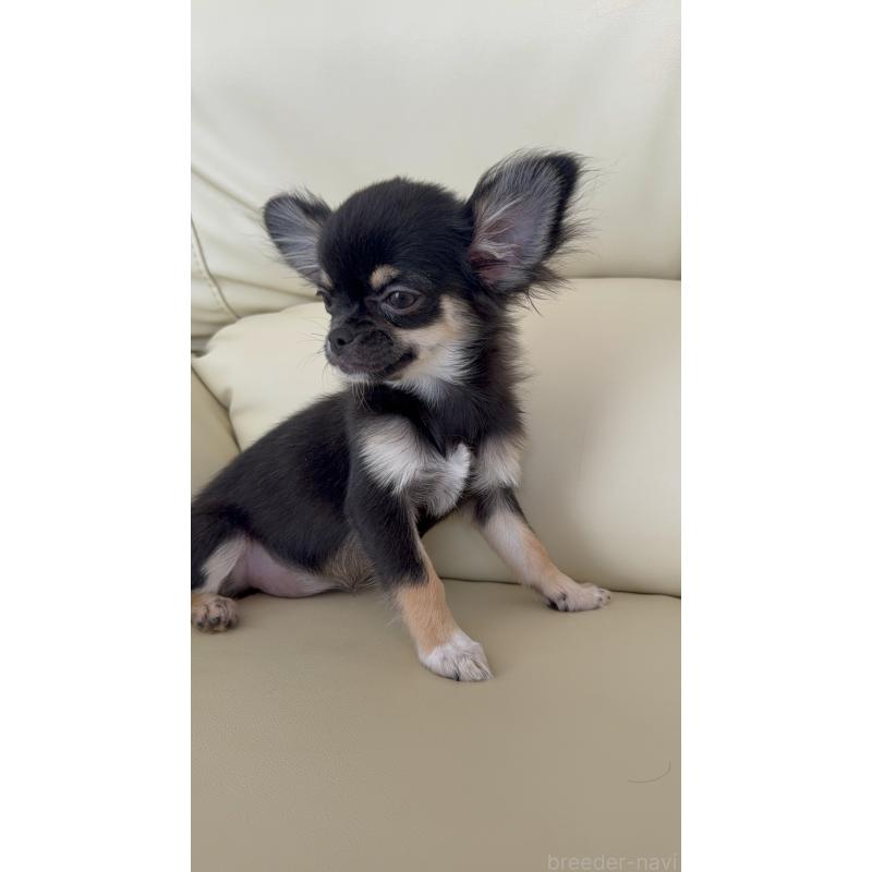 販売中の高知県のチワワ(ロングコート)-408000の4枚目