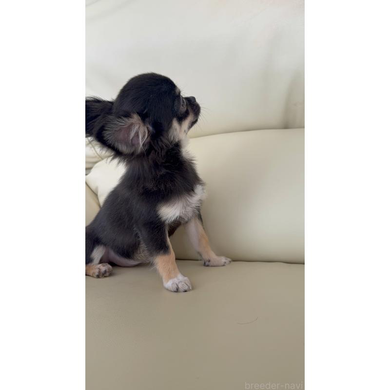 販売中の高知県のチワワ(ロングコート)-408000の3枚目