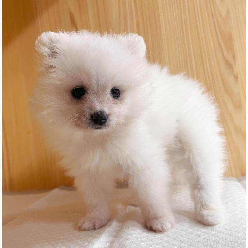 成約済の東京都のポメラニアン-423718の3枚目