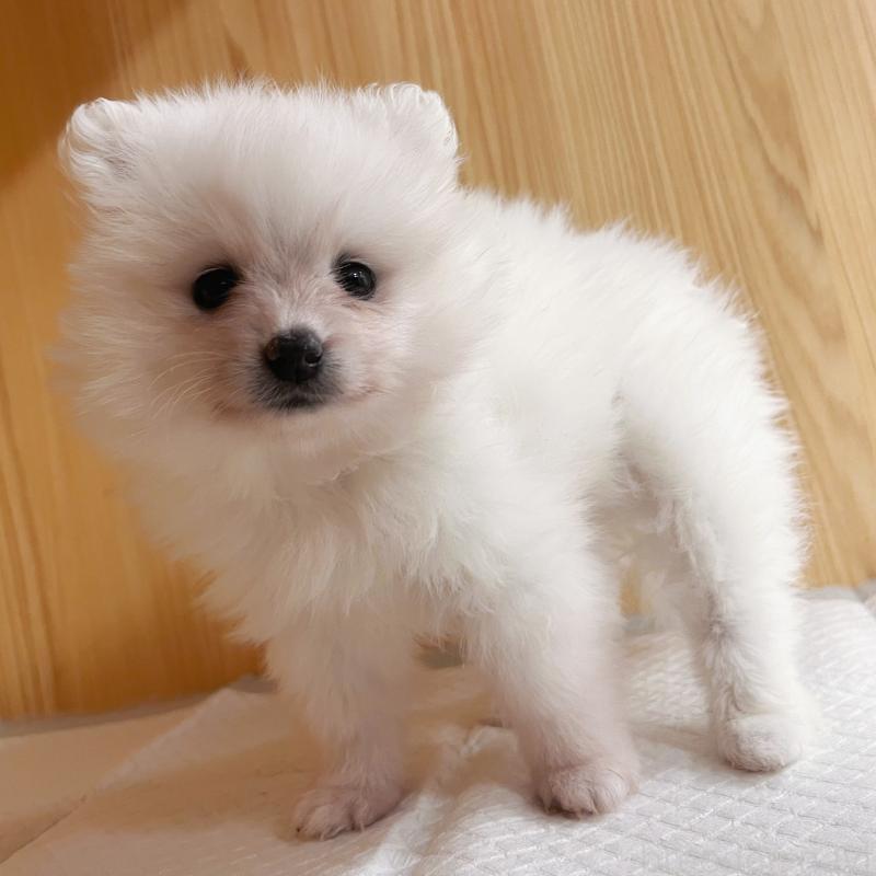 成約済の東京都のポメラニアン-423718の2枚目