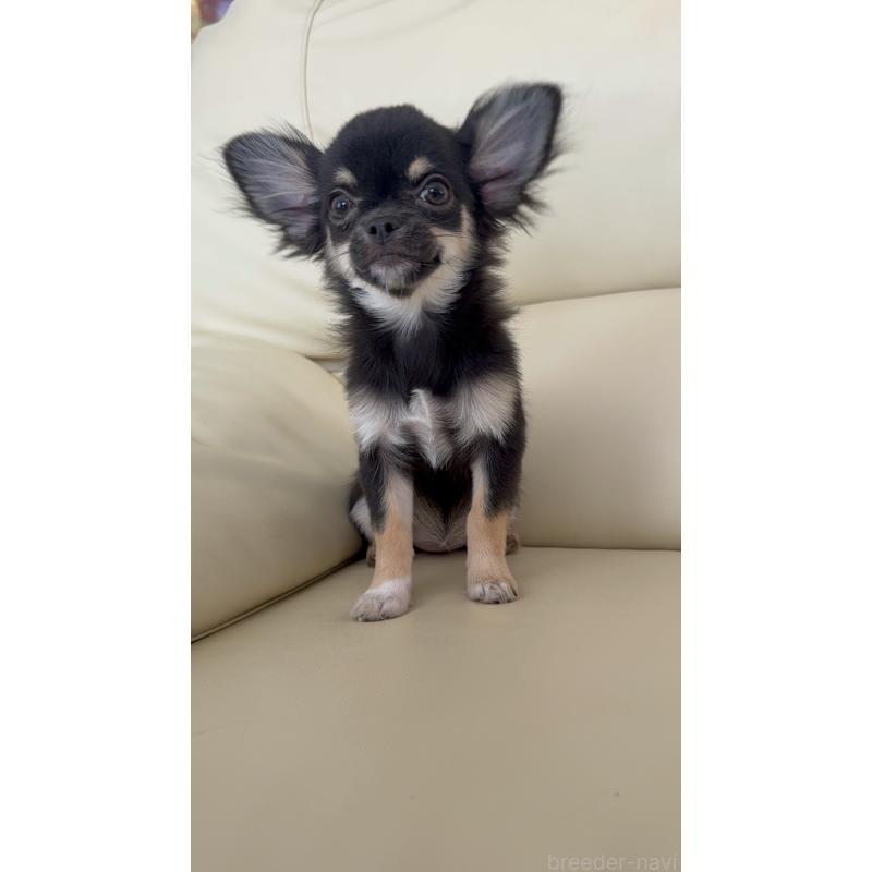 販売中の高知県のチワワ(ロングコート)-408000の2枚目