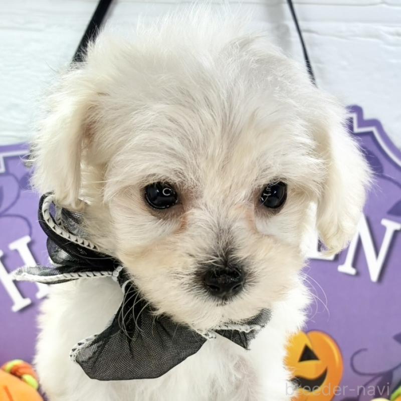 販売中の岐阜県のマルプー:マルチーズ×トイプードル-424062の1枚目